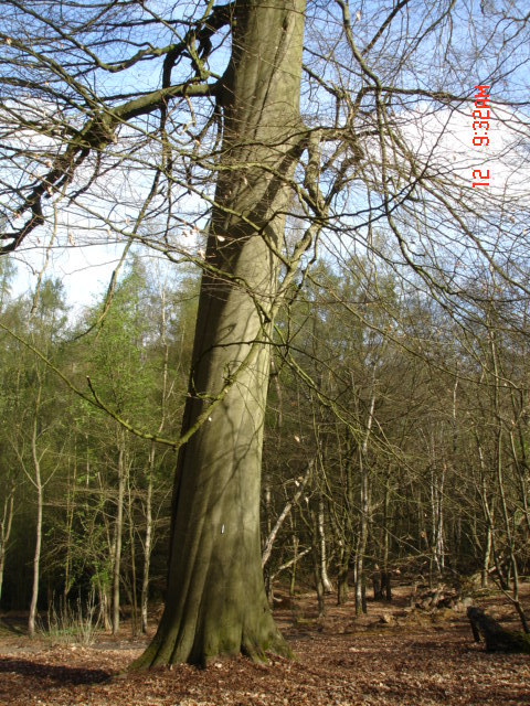 Veteran Beech (2)